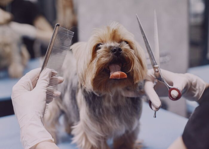 Business Cards for Pet Groomers – Studio & Mobile Grooming Service