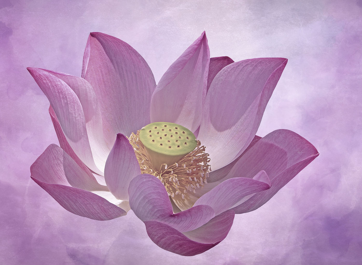 Lotus Flower Symbol – Purity, Resilience, and the Quiet Bloom of Becoming